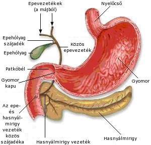 2 epeholyag reflux_300x288.jpg