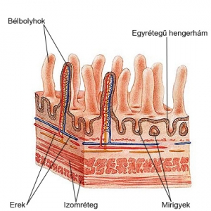 3 belbolyhok_300x300.jpg