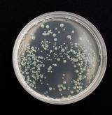 antibiogramm (2).jpg