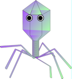 immunvedekezes virusok, baktereumok eseten 1.png